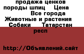 продажа ценков породы шпиц  › Цена ­ 35 000 - Все города Животные и растения » Собаки   . Татарстан респ.